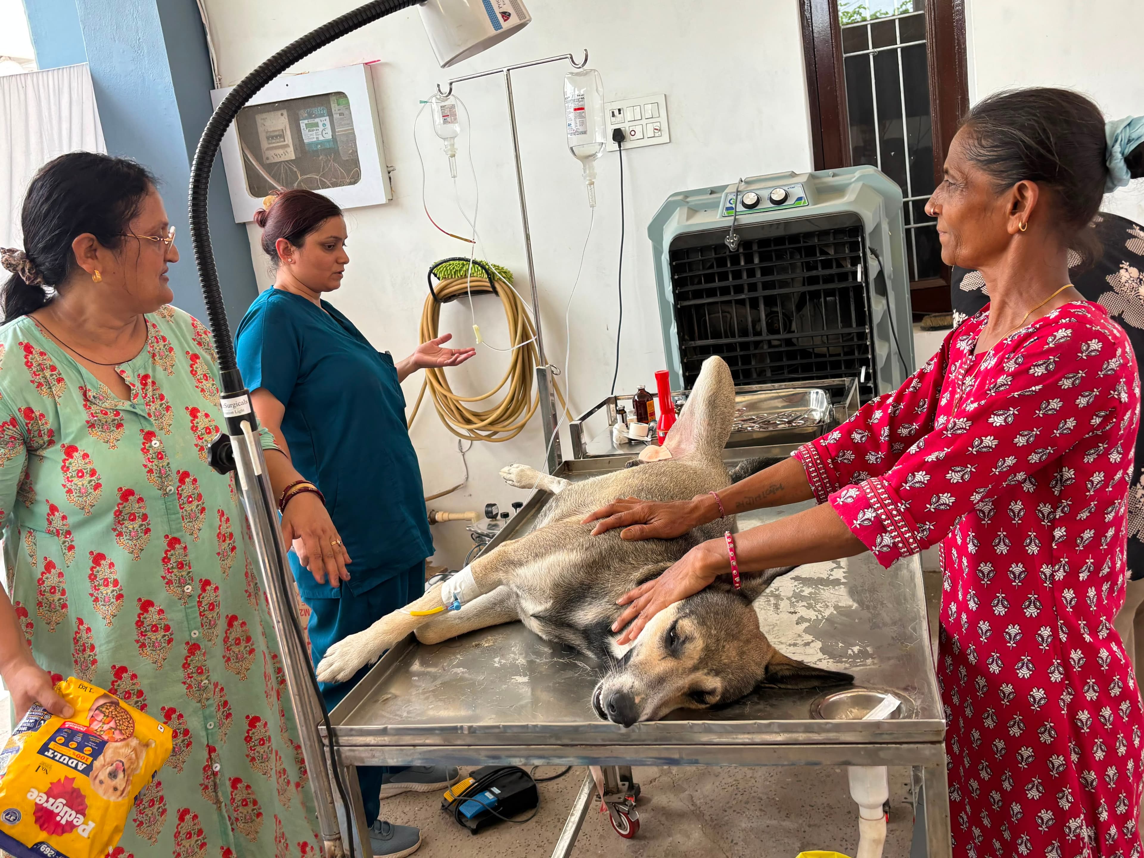 Clinic team with a pet parent caring for a dog on the exam table