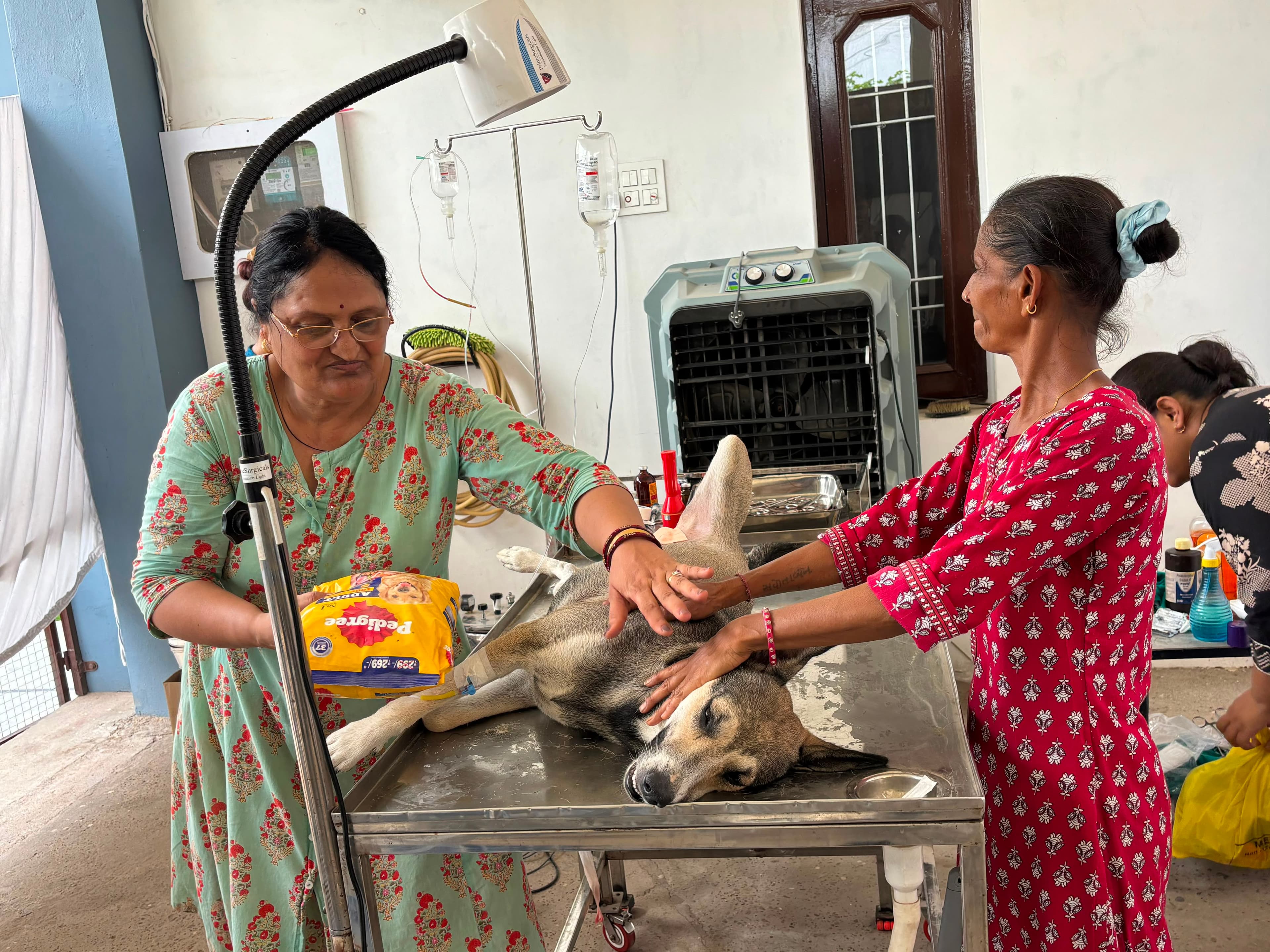 Gentle exam-table care for a dog receiving treatment