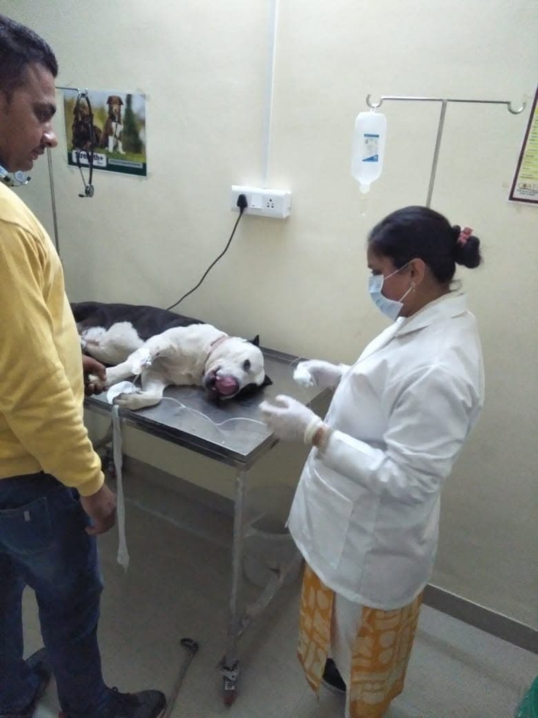 Surgical care underway at Negi Pet Care