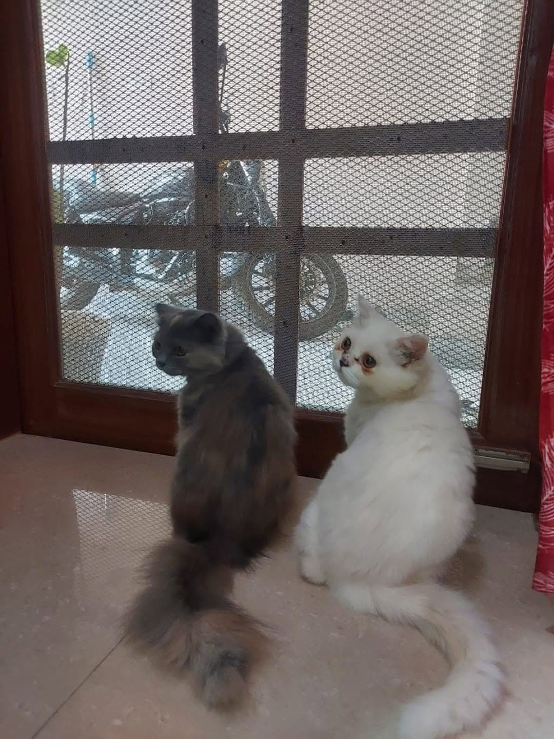 Pets resting comfortably during clinic care
