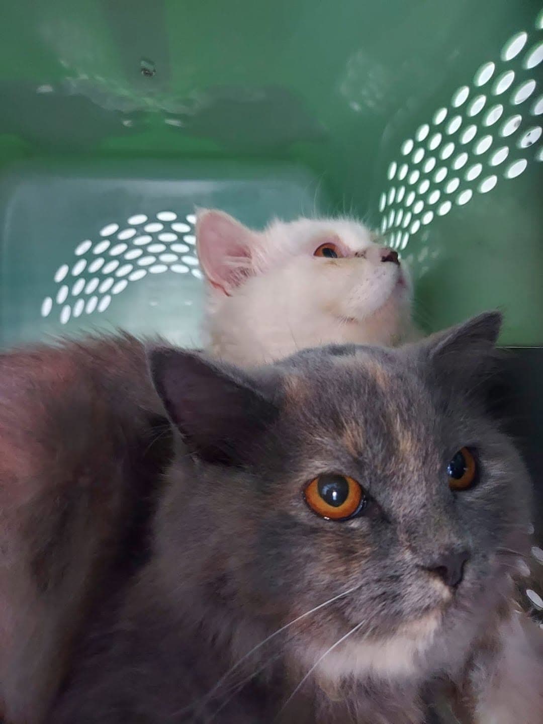 Cats at the clinic for routine care