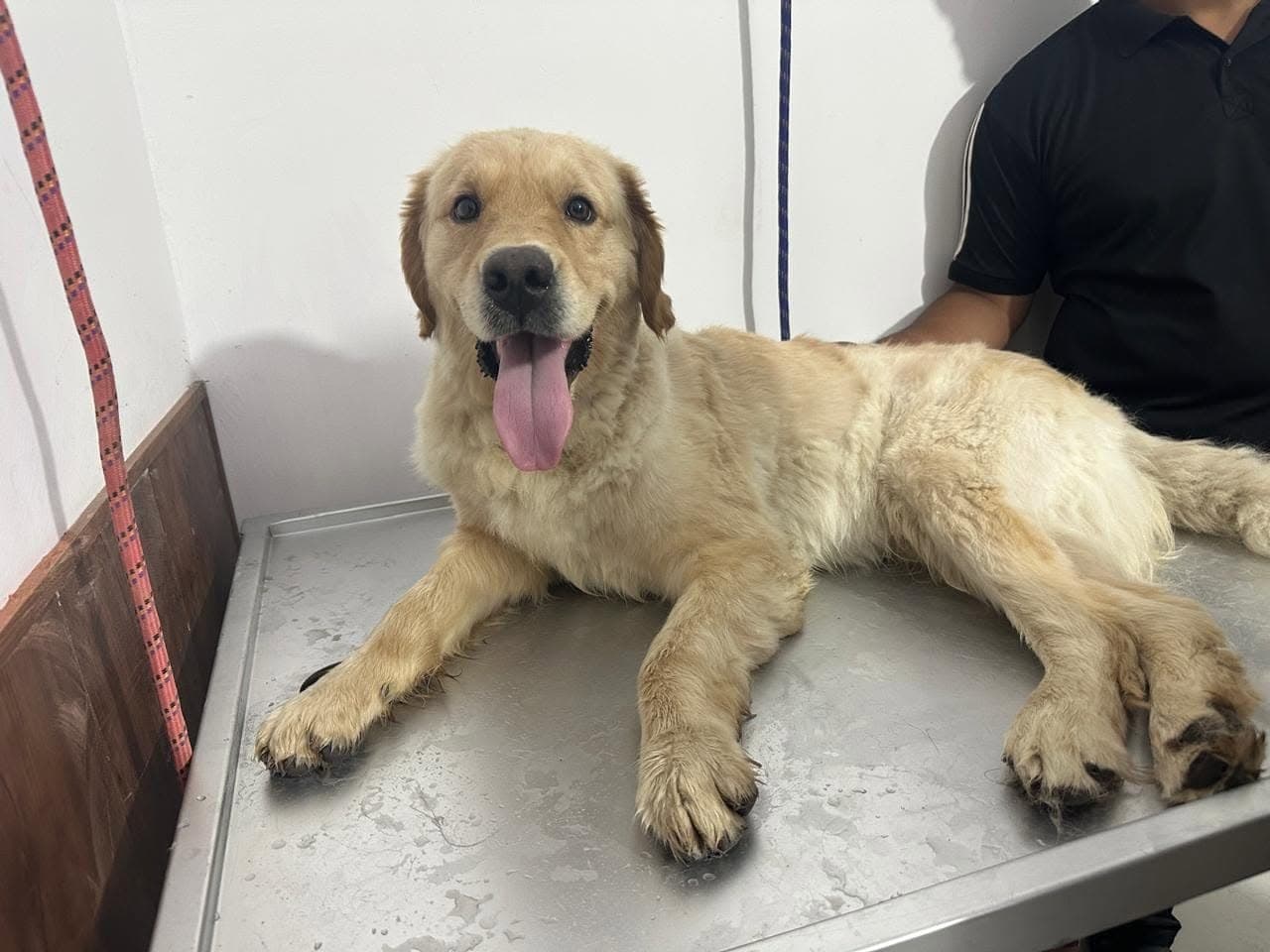 Happy dog ready for routine care at the clinic