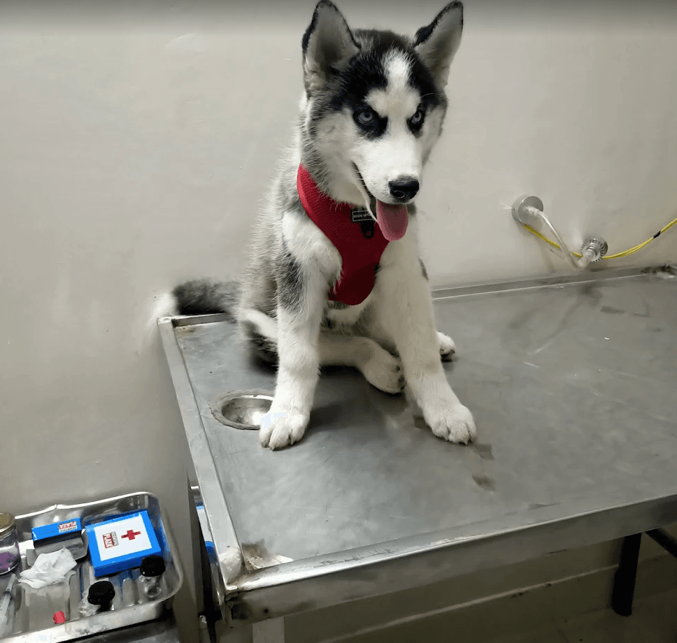 Husky puppy during a clinic check-up