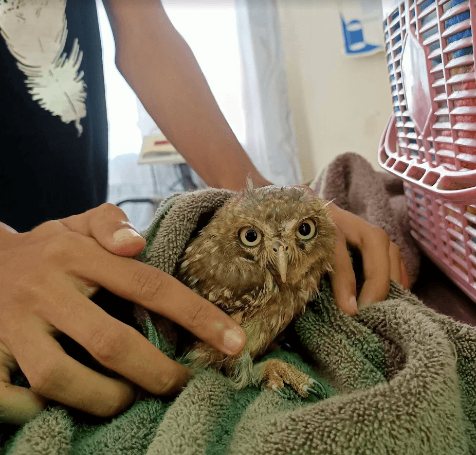 Rescued owl receiving gentle care